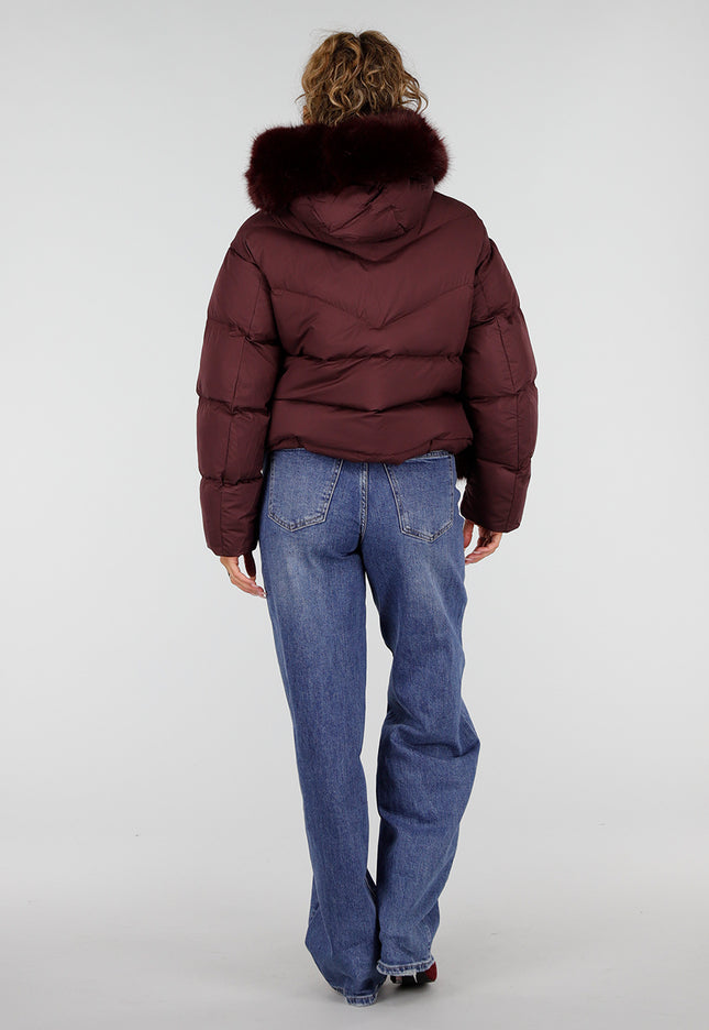 NEW230926 Bordeaux Puffer Winterjas met Bontkraag